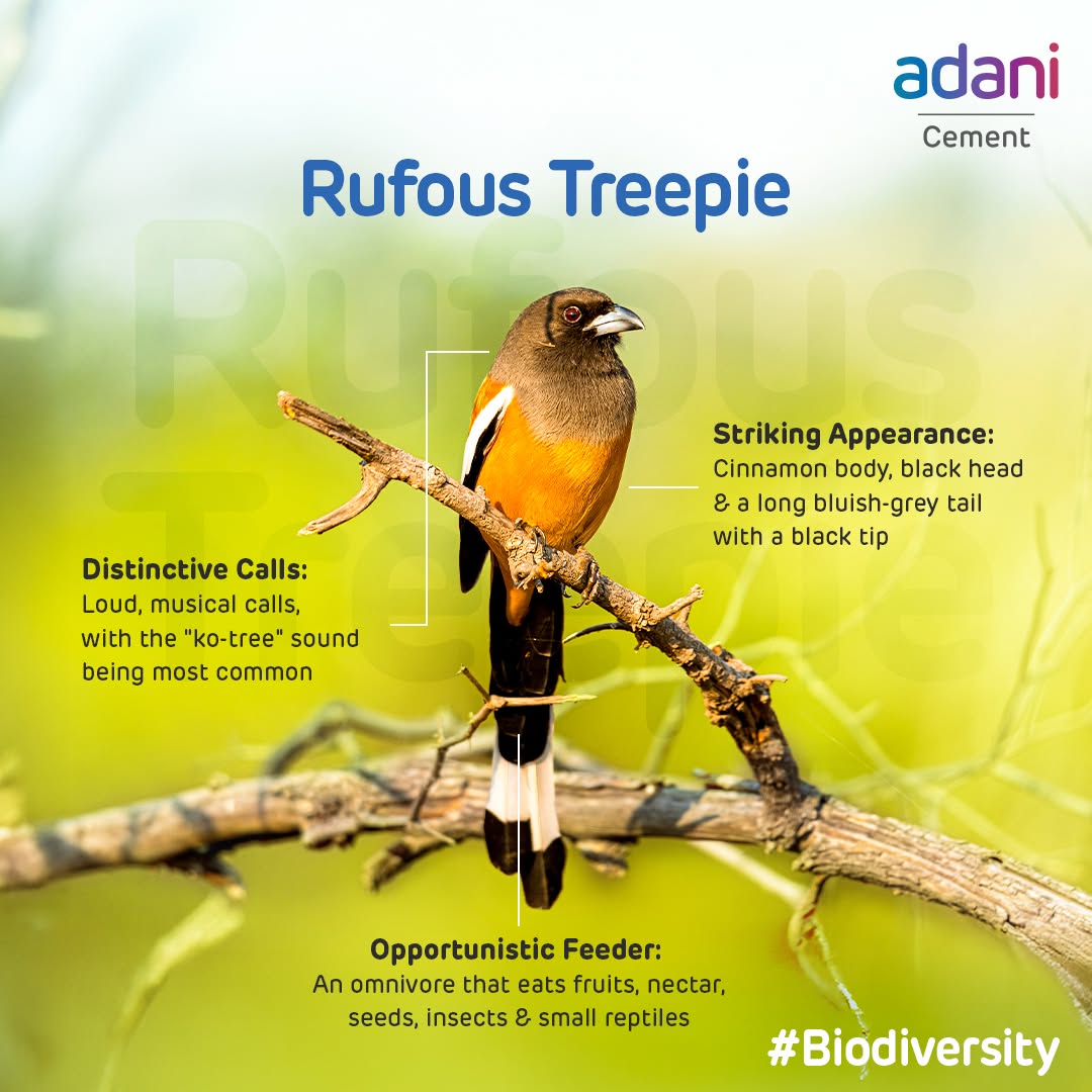 AmbujaCementACL's tweet photo. At our Gagal Cement plant in Himachal Pradesh, the rufous treepie, locally known as ‘kotr’, thrives in our green belts - a glimpse of the biodiversity alongside our operations.
#ThisIsAdaniCement #BuildingNationsWithGoodness #Biodiversity https://t.co/lNH130Isey