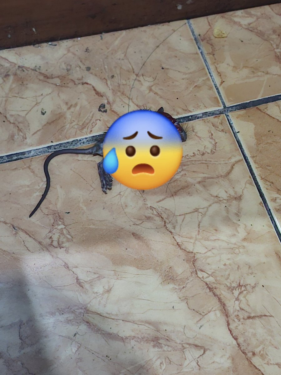 ayampossible's tweet photo. Di kasih hadiah sama anak cowok ku si popon, pulang kerja mau rebahan sebentar eh kok ada yang lunak ternyata tikus dong, makasih ya ganteng tau bener kalo beberapa hari yang lalu sempet drain parah, tapi please daun atau bunga aja ya jangan hewan https://t.co/r6yFTCptNm