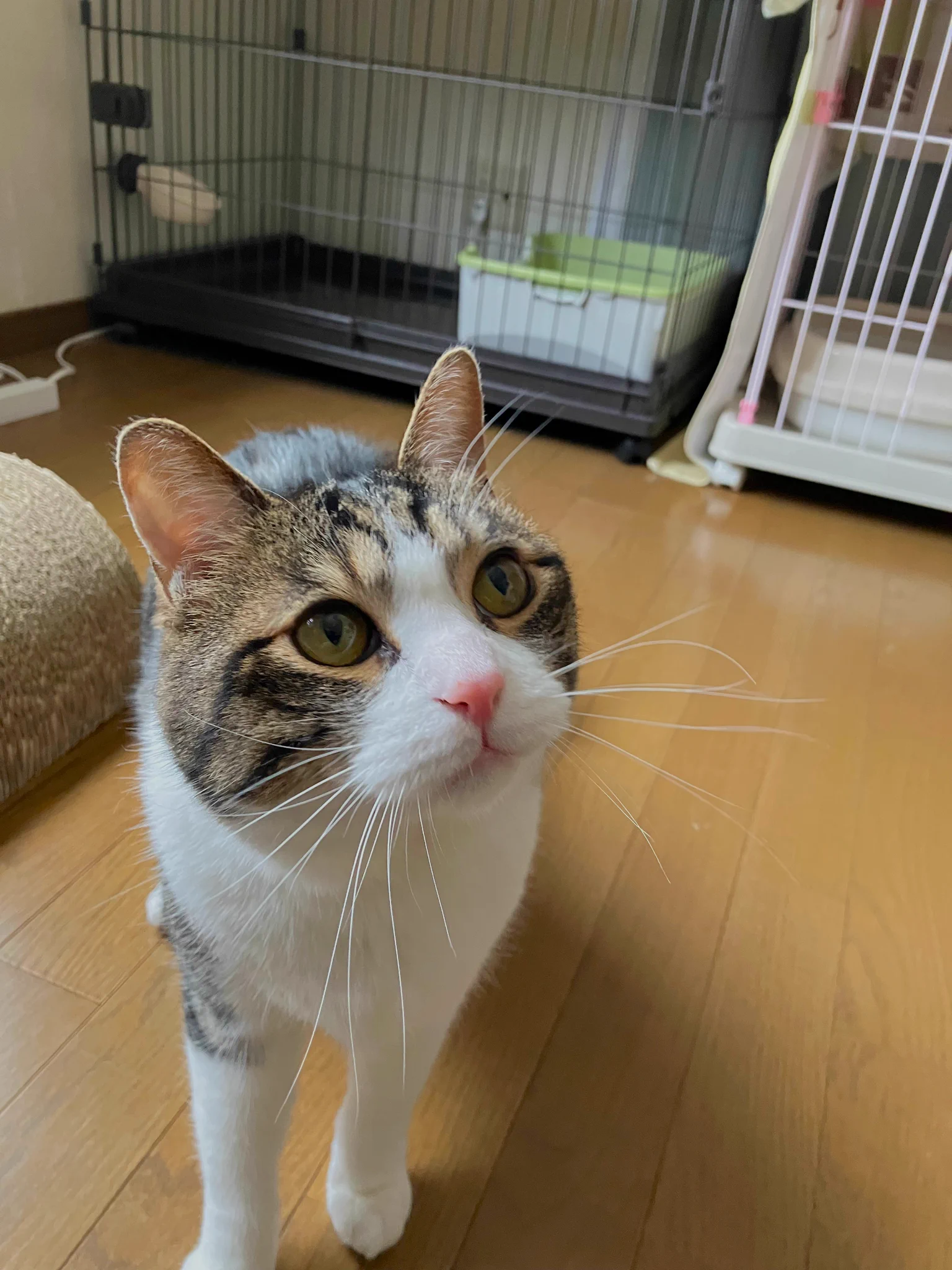 保護猫カフェ😺和猫かふぇ@横浜三ツ沢😸（完全予約制1名様でも貸切