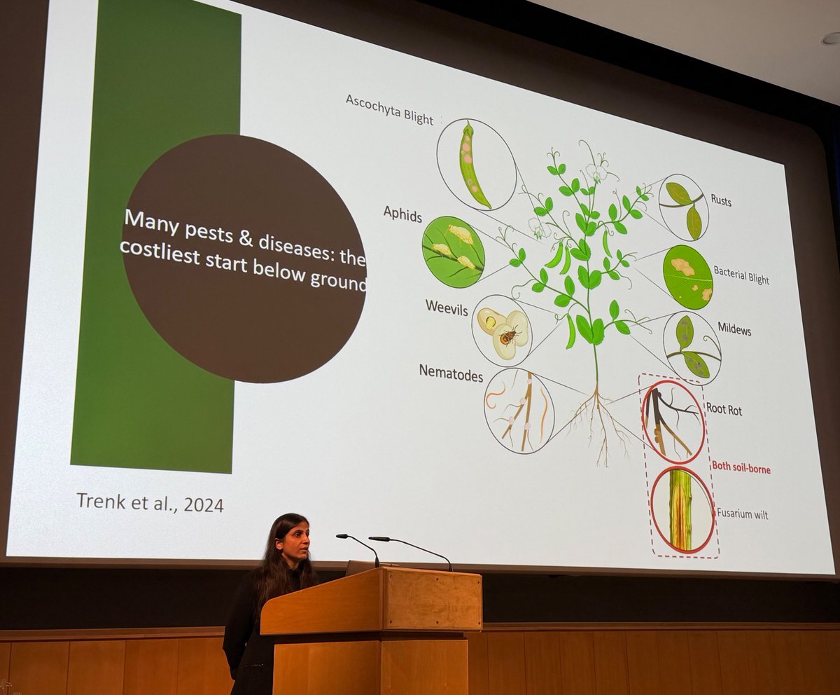KamounLab's tweet photo. A fantastic @JohnInnesCentre session at #BSPP26, showcasing an impressive range of pathosystems across wheat, legumes and brassicas 🌾🫘🥬
#PPATH2026 #PlantHealth https://t.co/mz6LDM7Lgq
