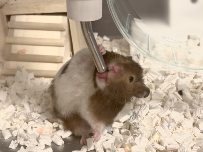 itoudonchan's tweet photo. かわいい水飲み姿

#ハムスター #hamster
#ハムスター好きと繋がりたい
#ハムスターのいる暮らし https://t.co/NUz8EbxlAq