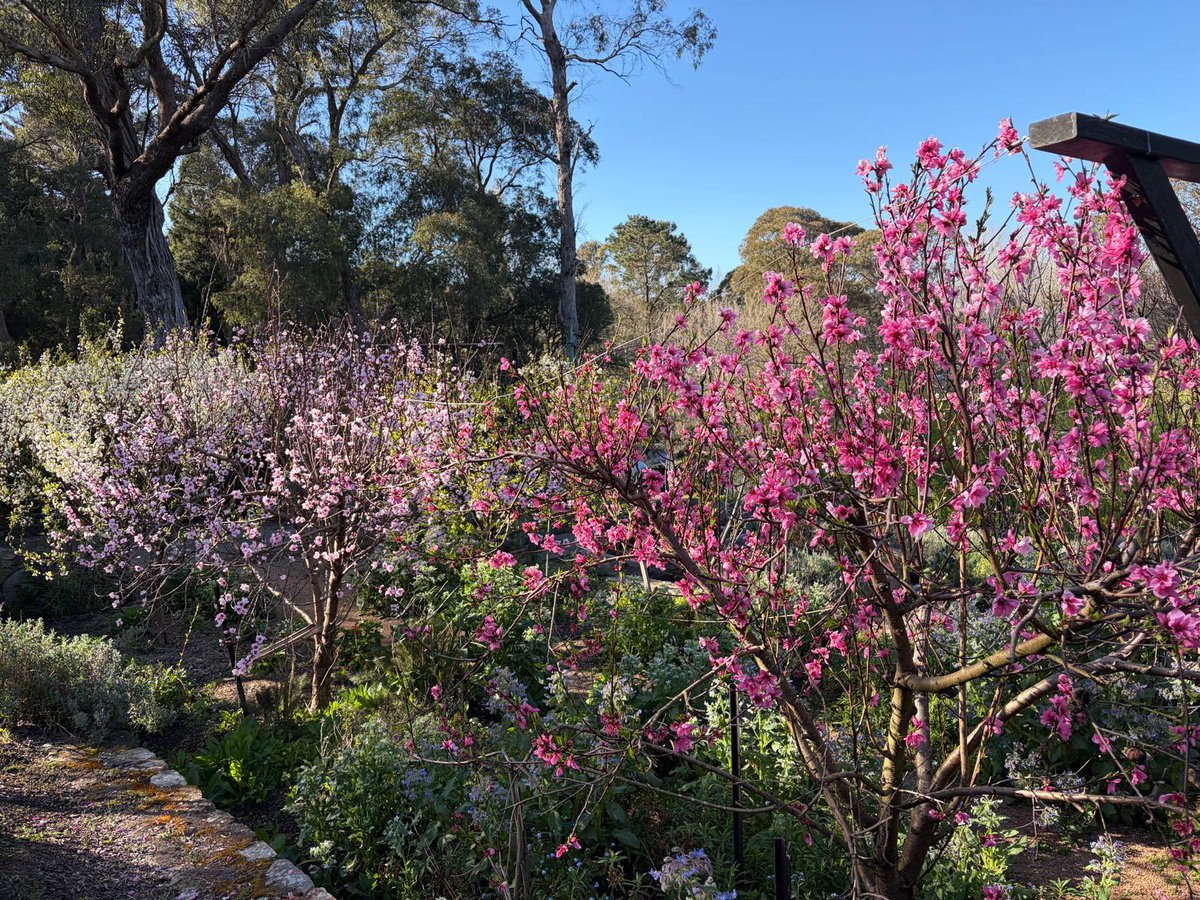 JimmyBarnes's tweet photo. The blossoms are powering, and it looks like we’ll have plenty of plums, peaches, and pears this year. The cumquats are ready to pick, so Jane will be busy making jam. https://t.co/QzxjqT4YIF