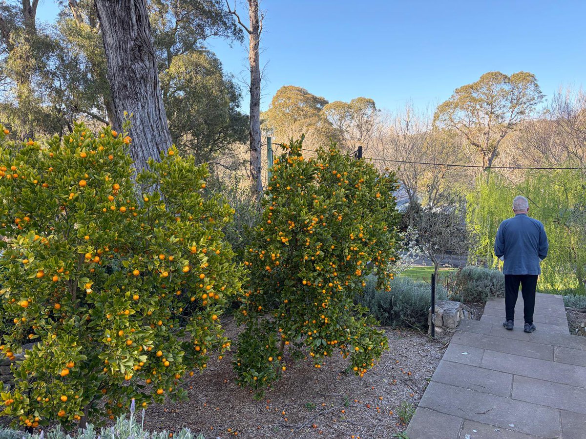 JimmyBarnes's tweet photo. The blossoms are powering, and it looks like we’ll have plenty of plums, peaches, and pears this year. The cumquats are ready to pick, so Jane will be busy making jam. https://t.co/QzxjqT4YIF