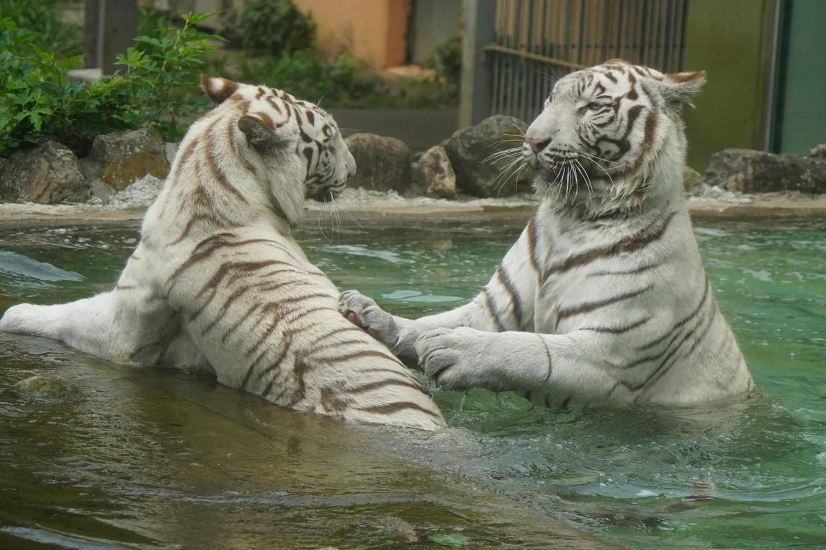 big cats lover على X: 