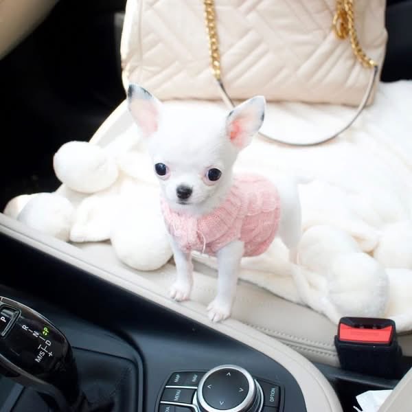 AdorableCh2kox's tweet photo. 🚨Available for adoption now 🥰 https://t.co/yHQLew9hE7