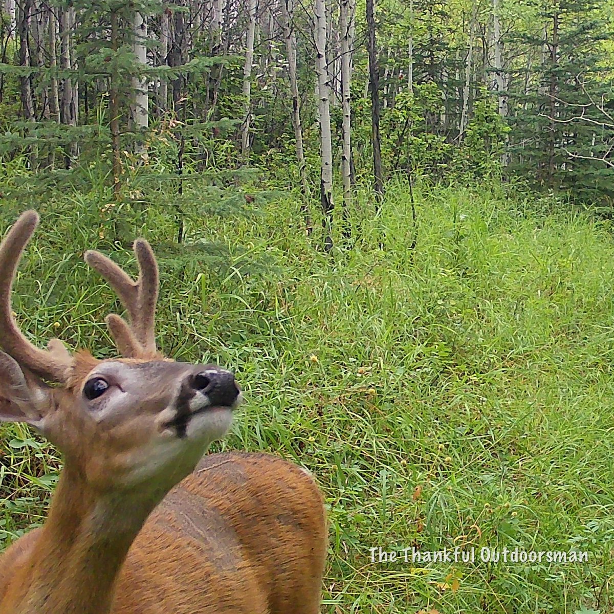 bushcamp2's tweet photo. You can always tell when a new deer is in town. https://t.co/yMaHX41rMX
