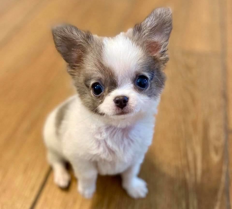 AdorableCh2kox's tweet photo. 🚨Available for adoption now 🥰 https://t.co/djSb4iiTil
