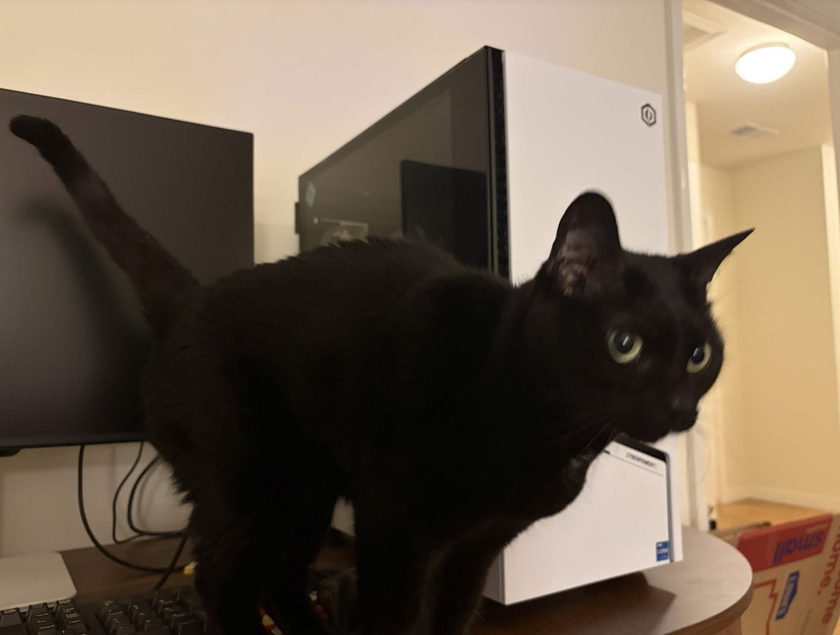 CJVTuber's tweet photo. It’s been exactly five minutes of setting up my new computer, and my cat Ciri has always claimed it smh. https://t.co/IxiT5eettn