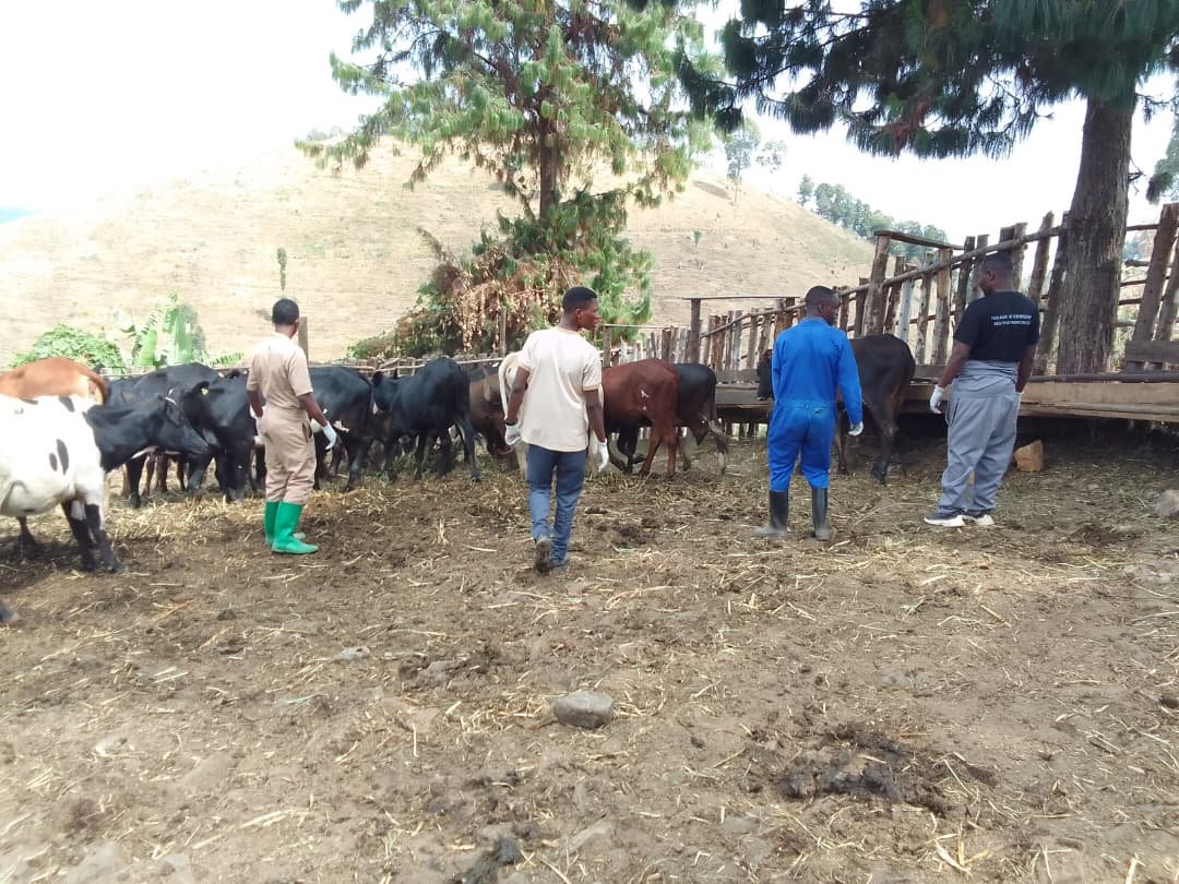 Clinicshangi's tweet photo. Uyu munsi #NVC ishyira mu bikorwa gahunda ya Leta ya #VeterinarySanitaryMandate  @Nyamasheke ku bufatanye na @bkinsuranceltd twashyize Inka 172 zo mu Mirenge ya Cyato &amp; Macuba mu ubwishingizi bw'amatungo.

Ubukangurambaga kuri gahunda ya #TekanaUrishiweMuhinziMworozi burakomeje. https://t.co/j1hHPuGCMw
