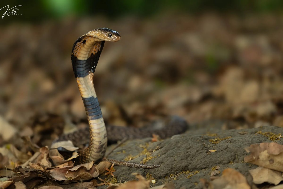 iiscbangalore's tweet photo. IISc researchers and collaborators have developed a recombinant, nanobody-based antivenom that offers broad protection against venom from geographically diverse cobra and king cobra species in India. @LabVenomics 

Read: https://t.co/MbID1I88TP

#IIScresearch https://t.co/YBw83DRmV0