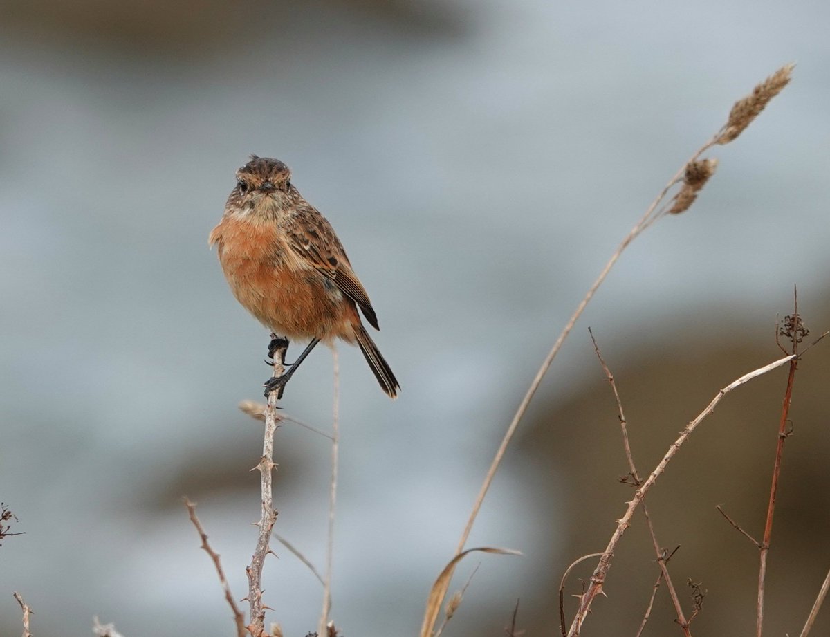 AdeysAlthorp's tweet photo. Stonechat in the quarry this morning.
Conservation@althorp.com
#Spencerestates https://t.co/beR0RJmQ3V