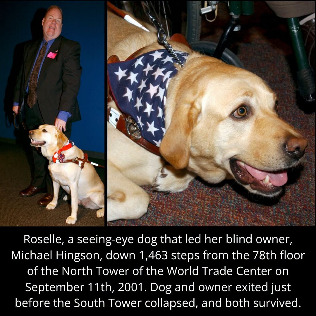 DorothyStangle's tweet photo. Roselle was asleep under her owner's desk on the 78th floor in Tower 1 of the World Trade Center when the attack commenced. She was awakened by the plane impacting some fifteen floors above them. Roselle calmly helped Hingson to stairwell B, despite the smoke, confusion and noise surrounding her.
She led her owner and 30 other people down 1,463 steps out of the tower. After descending over half the distance, they passed the firemen who were heading up, who Roselle stopped to greet. The descent took just over an hour. Just after they exited the tower, Tower 2 collapsed, sending debris flying. Hingson later said, "While everyone ran in panic, Roselle remained totally focused on her job, while debris fell around us, and even hit us, Roselle stayed calm."
In the heat of all the chaos, Roselle still just wanted to be friendly with the brave firemen