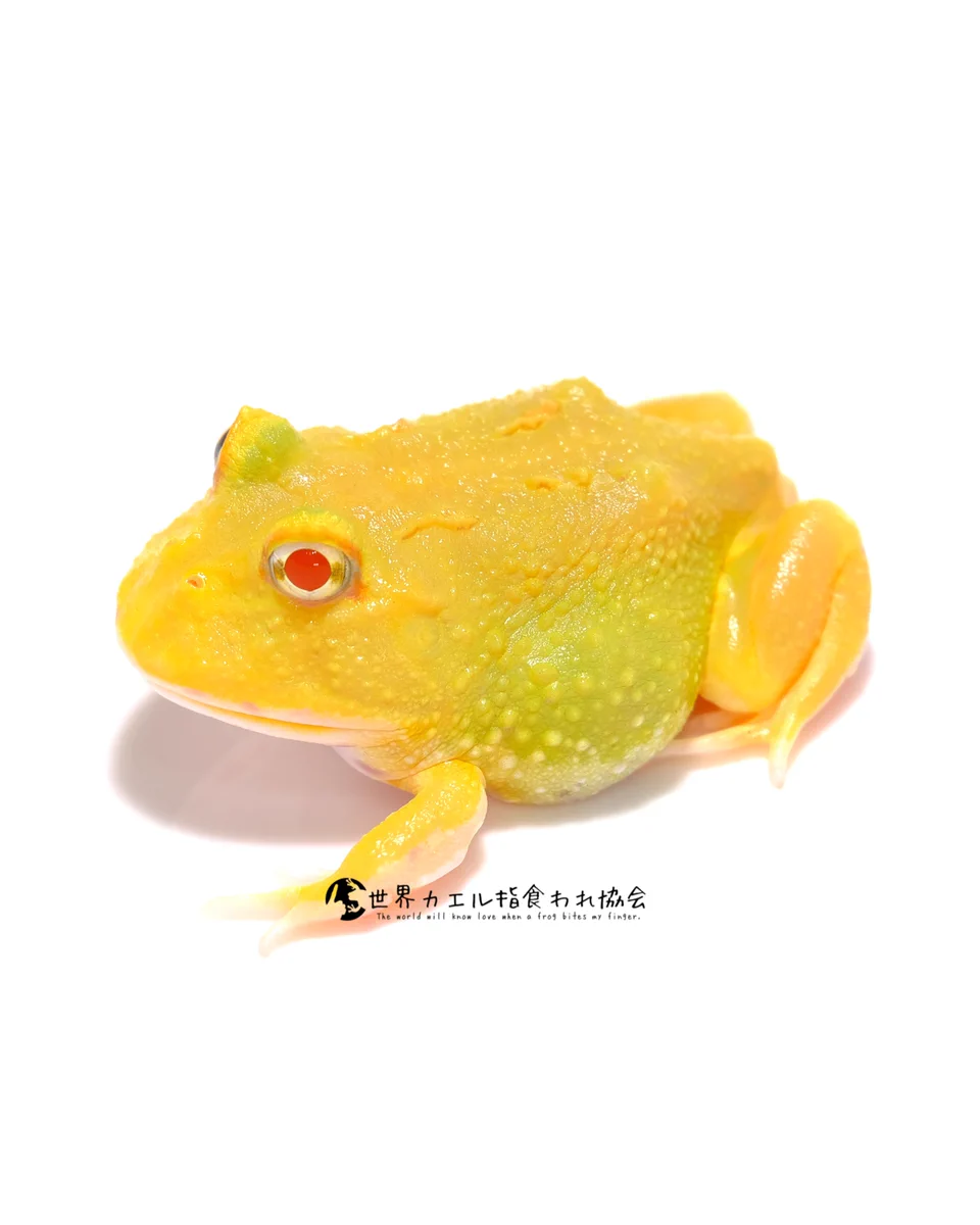 【カエル♬ページ】　My  でっかいカエル (@mushi_frog) / X