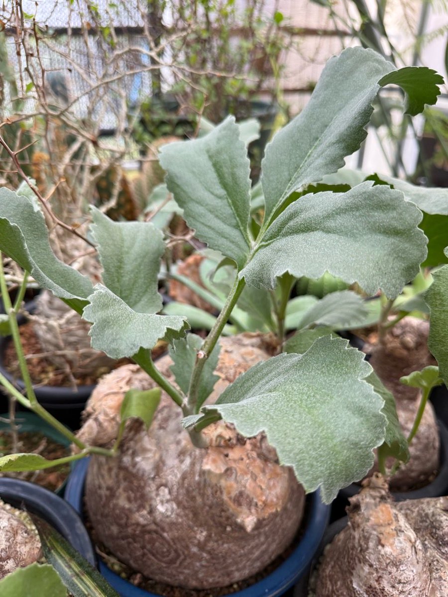 kotablo1's tweet photo. またまた懲りずに出品 | コタブロ日記　　　多肉植物・ヤシ・蘇鉄・ヒスイ・猫好き集まれ～!!　
https://t.co/UQ5eWUWkqh
#Amebaブログ #アメブロ #挿し木 https://t.co/tirtD9cR6o