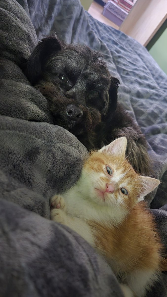 aaguvolpato's tweet photo. Buen día humanos 🥰 https://t.co/n9OSTCGzh9
