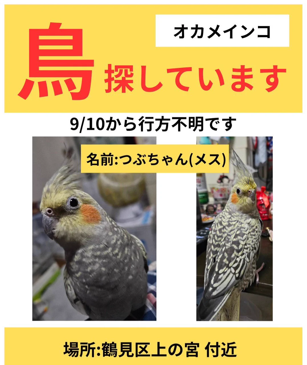 オカメインコ❤確認用です。 pee on X: 
