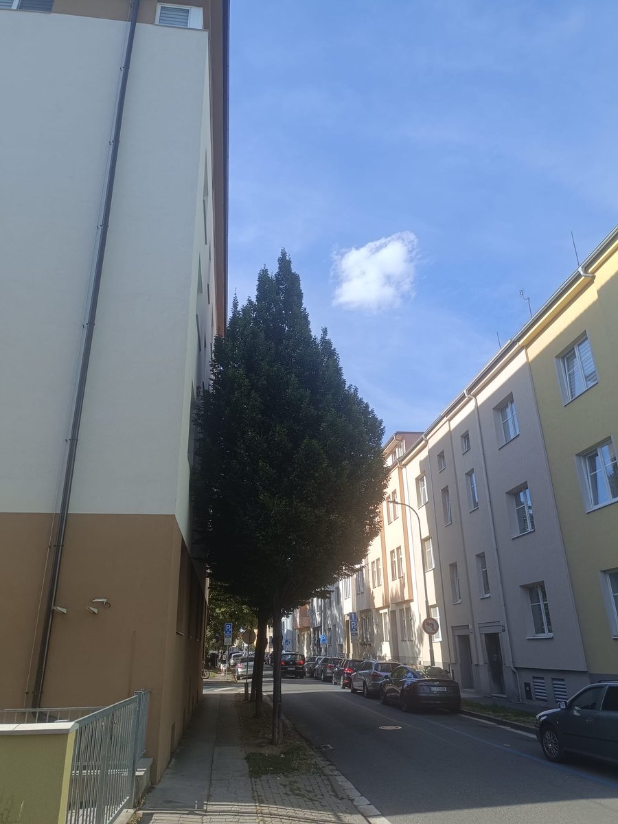 Libor_D's tweet photo. Vysadit zrovna habry, které ještě dál porostou, tak těsně u fasády, lidem do oken, to je tedy majstrštyk. 
Ti, co tam bydlí (roh Mošnova - Karáskovo nám.) musí odborníky z ÚMČ určitě zbožňovat. 
Co na to @kunc_zidenice? https://t.co/b0DoBSuX6W