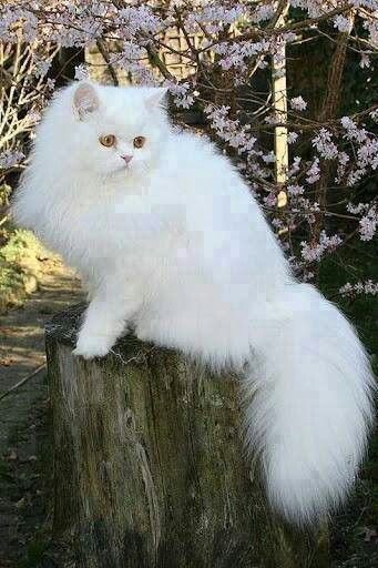 animels102's tweet photo. Good evening https://t.co/8kjjNMLeTF