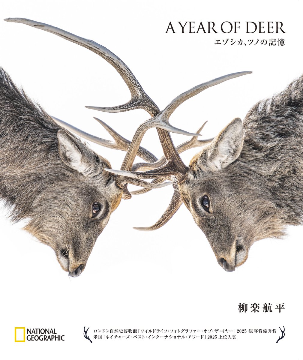 nagi0467's tweet photo. 【ご報告】エゾシカの写真集が出ます！🦌

『A YEAR OF DEER ― エゾシカ、ツノの記憶』
10月8日、日経ナショナル ジオグラフィックから発売します。

北海道に来てから10年近く見つめ続けてきたエゾシカを、一冊にまとめました。 https://t.co/O6yKHXIqI5