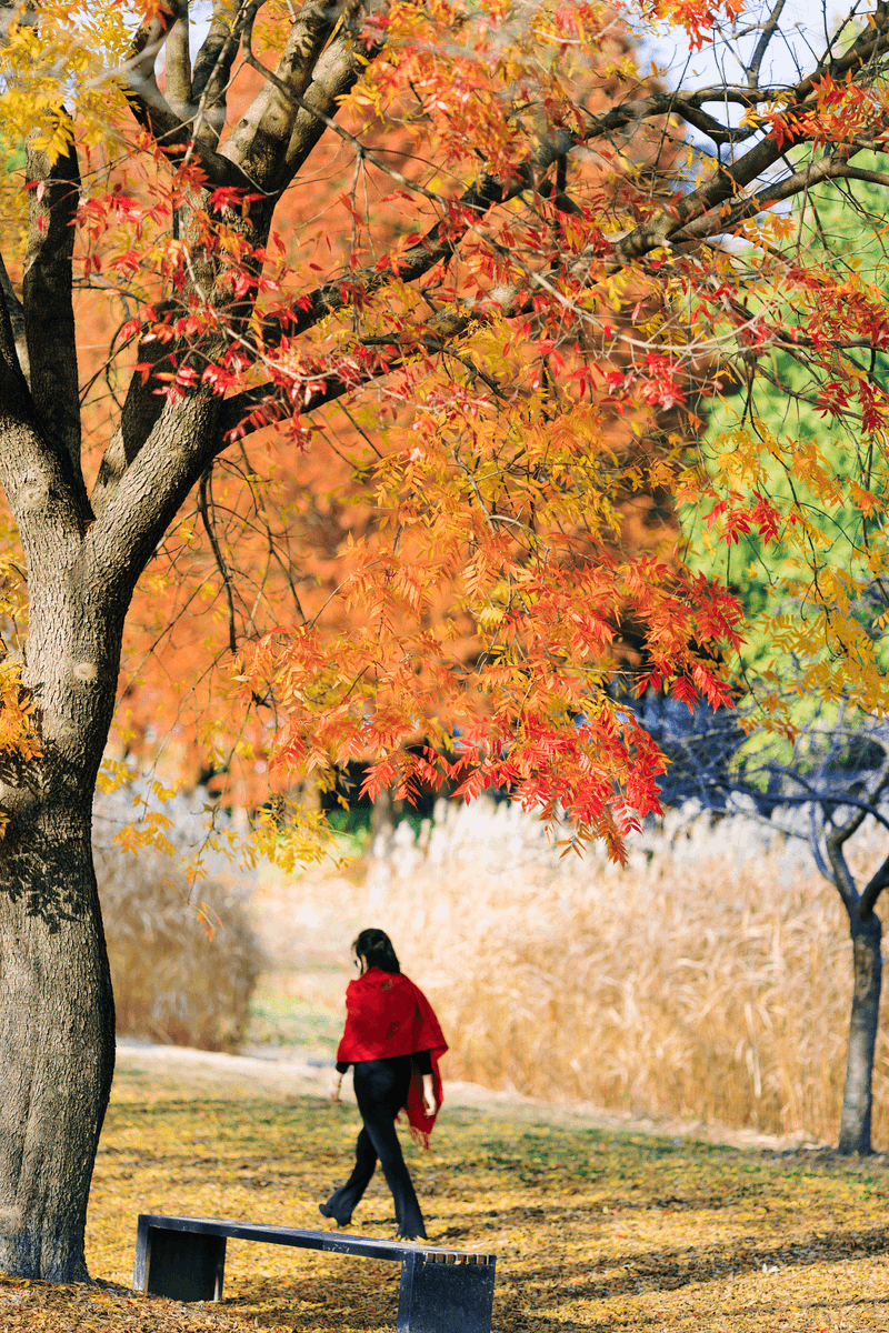 fraye157097's tweet photo. Morning autumn breeze blows, leaves dance gold and red—perfect for a hot coffee walk. https://t.co/b5hL2cd8UG
