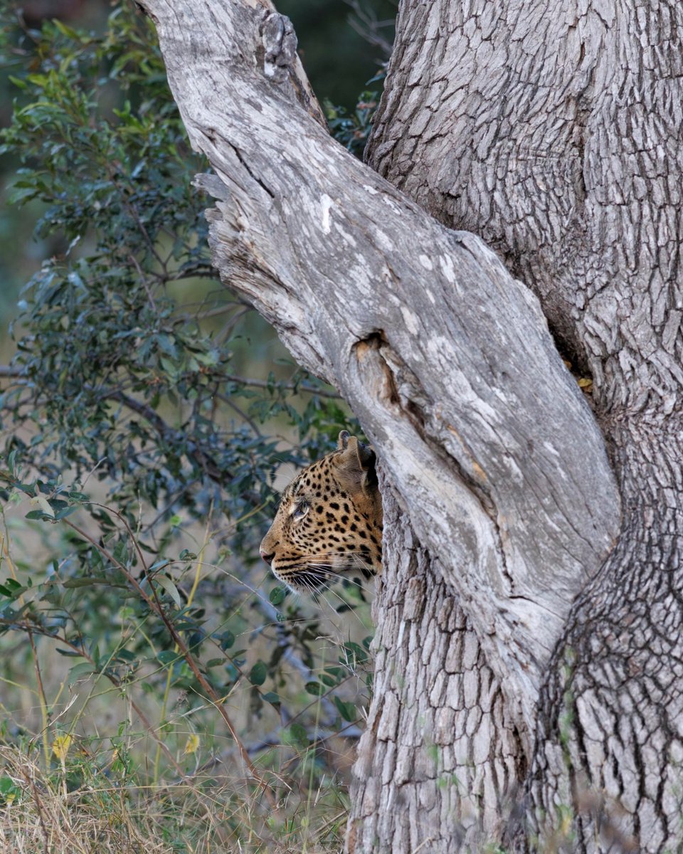 safariuk's tweet photo. The Sabi Sand Nature Reserve is one of the best places in Africa to see leopards, and @londolozi has long been at the centre of that reputation. A combination of excellent habitat, abundant prey and decades of experienced guiding...image credit: Jenny Varley https://t.co/XA1lweCnVh