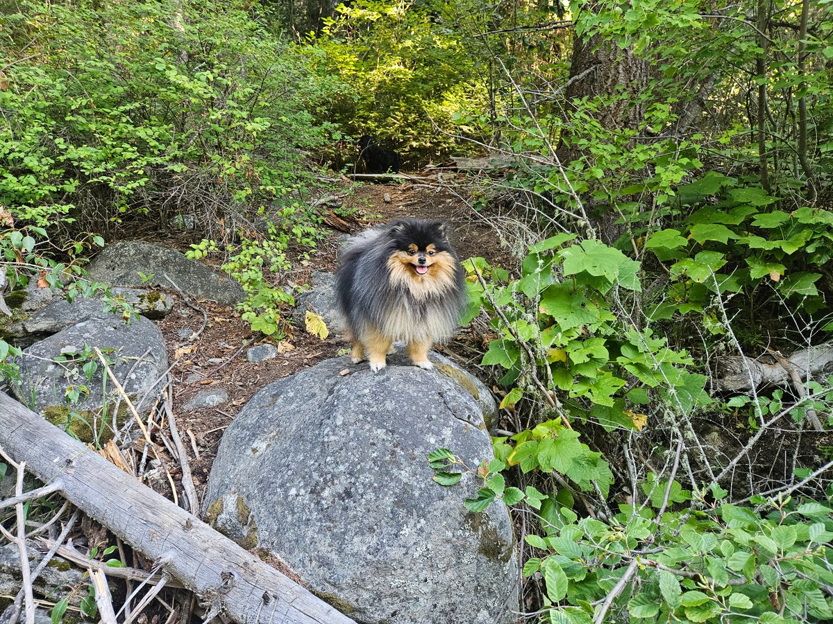 BlueMountainBB's tweet photo. King of the #forest!
#Montana #dogs https://t.co/wK420GJ5gy