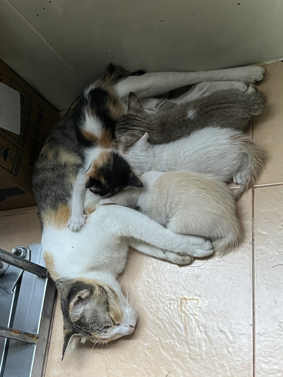 24minehandmade's tweet photo. 🐈🏠เป็นผู้ถูกเลือกอีกแล้วค่ะ มีใครสนใจรับน้องมั้ยคะ
ตอนนี้ยังไม่รู้ว่าแต่ละตัวเพศไหนกันบ้าง ยังจับไม่ได้ตอนแม่เค้าอยู่ 

#หาบ้านให้แมว https://t.co/EmXp1yiukg