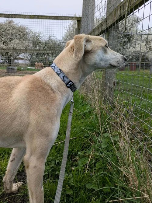 LurcherSOS's tweet photo. Here’s lovely Luther, hoping to spot his forever family. This gorgeous five year old is in foster care in Cambridgeshire. Please share - let’s get this precious lad home! 🥰😍❤️
https://t.co/hsgMatr4K1 https://t.co/AeOMOvQ23i