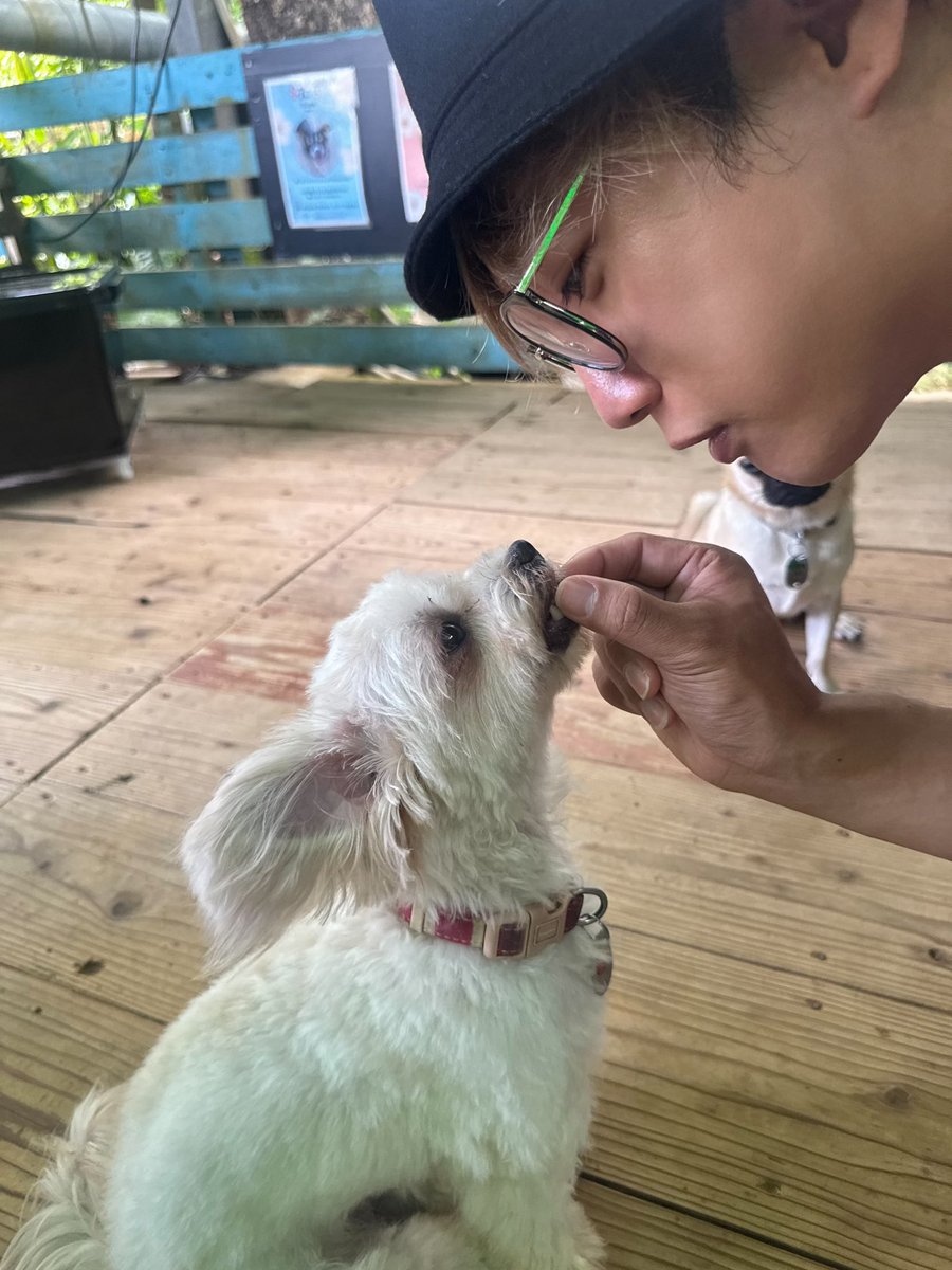 kyou_back's tweet photo. ついでに犬たちがいた https://t.co/UsQ5TGcjrX