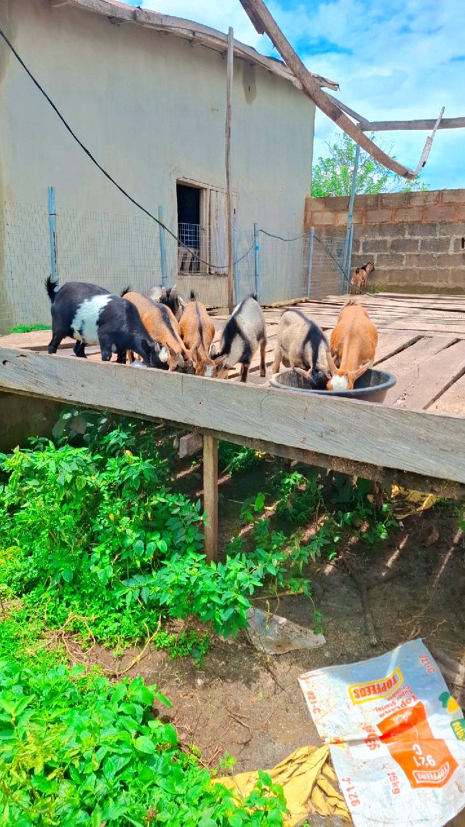 Ajiloreakindamo's tweet photo. You see that one facing the wall π§± , na me purnish am. The werey wan climb mama wey born am ππ€¦πΎββοΈπ
#NaijaFarmers #AroAjiFarms #MegaFarm https://t.co/GQBMs74Ddi