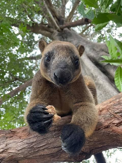 kay91052's tweet photo. Tree kangaroos! They live in lowland and mountainous rainforests. They have adapted to life .Many tree kangaroo species are incredibly rare, and most are decreasing in number.

#treekangaroo
#kangaroophotograph
#treekangaroo
#wildlifephotography
#brisbaneaustralia🇦🇺 https://t.co/XuVGO49HKl