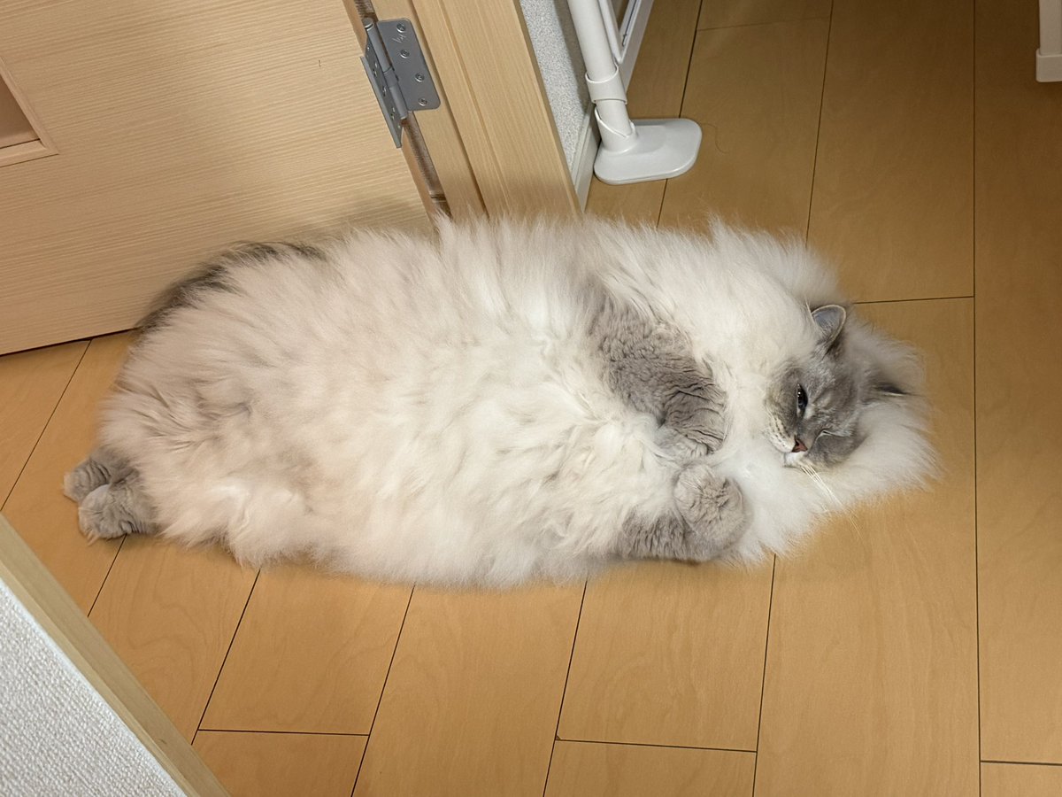 eleven11neko tweet picture