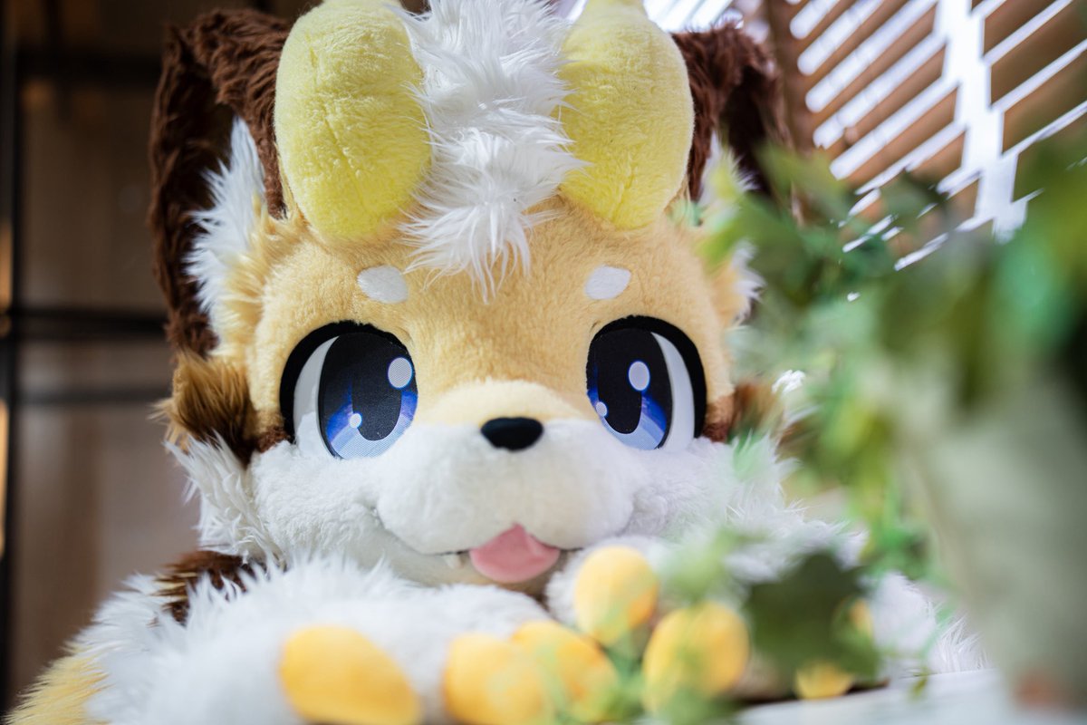 HamHammHamHamm's tweet photo. ようやくみつけました💛💛

かくれんぼたいけつは、やぬしのまけですね🥰🥰

#FursuitFriday https://t.co/EsiP4YjyIl