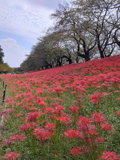 airin0331's tweet photo. 約300万本の曼珠沙華が真っ赤に染める秋景色🌺✨

埼玉・幸手で
「第19回 幸手曼珠沙華まつり」開催！

今年はなんと、曼珠沙華エリアの夜ライトアップを初開催🌙
日没〜22時まで楽しめます☺️

📅9/19(土)〜10/4(日)
📍権現堂桜堤
🎫入園無料

詳細＆宿情報はリプへ👇
#今週末どこ行こう #幸手 https://t.co/wncd7V51z8