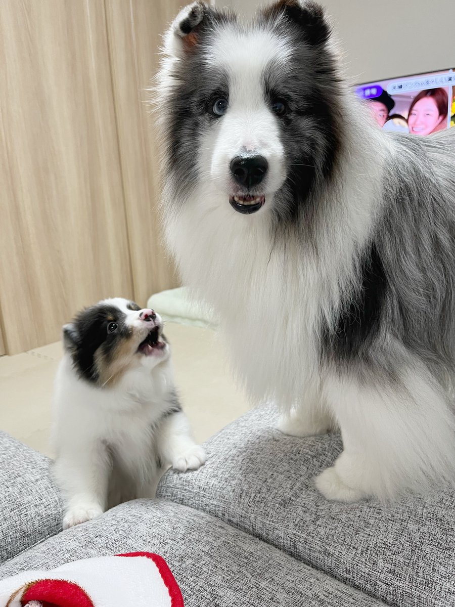 syarokawa1208's tweet photo. なんだコイツ～～～ https://t.co/nwcdM8NQ0A