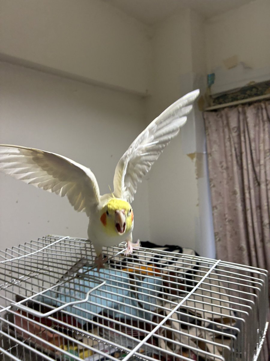 UlsZ1N4OH6BO1vW's tweet photo. トトロ居たもん！こんなにおっきかったもん！ https://t.co/UVacRJLWuP