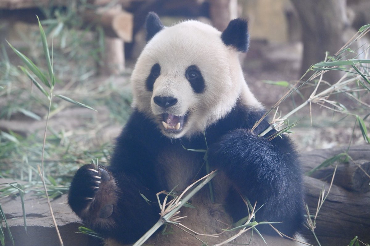 naopanda_7's tweet photo. 北辰（bei chen）かわいい🥺
2026.8 成都大熊猫繁育研究基地 江月館 https://t.co/jW9FTrV4eO