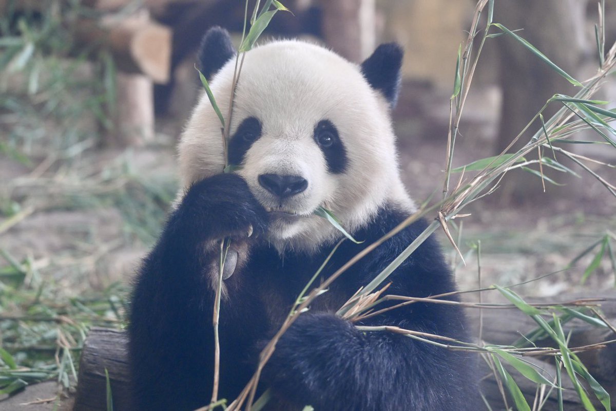 naopanda_7's tweet photo. 北辰（bei chen）かわいい🥺
2026.8 成都大熊猫繁育研究基地 江月館 https://t.co/jW9FTrV4eO