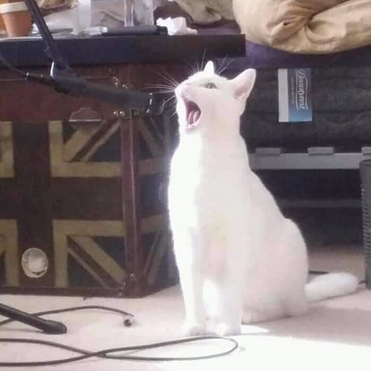 BichinhosFB's tweet photo. Qual música o gatinho tá cantando?

Só vale respostas erradas https://t.co/Tzqnl6cStM