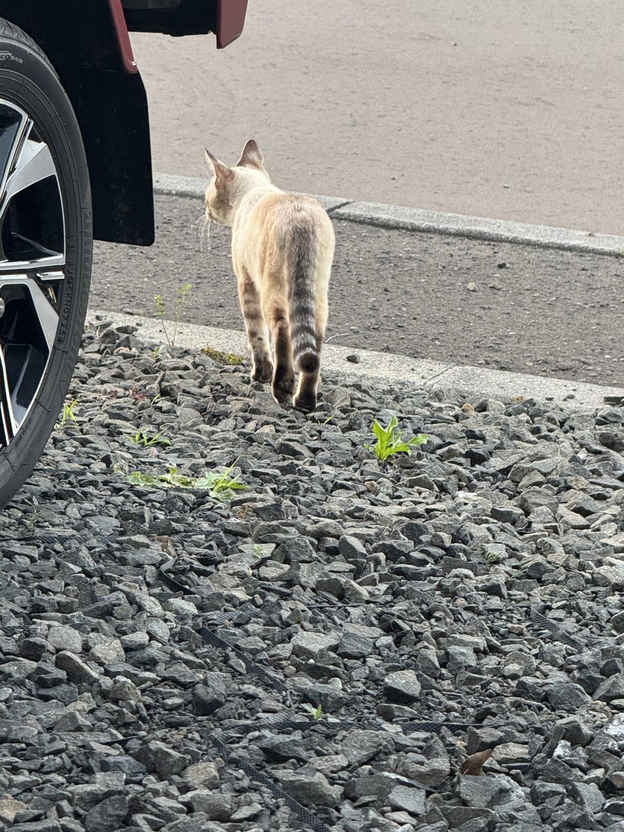 Meg345999's tweet photo. ランニングの後、家の前で整ってたら人懐っこい野良にゃんこが隣に座り始めたから、去り際に📷 https://t.co/UBj9zDVBTH