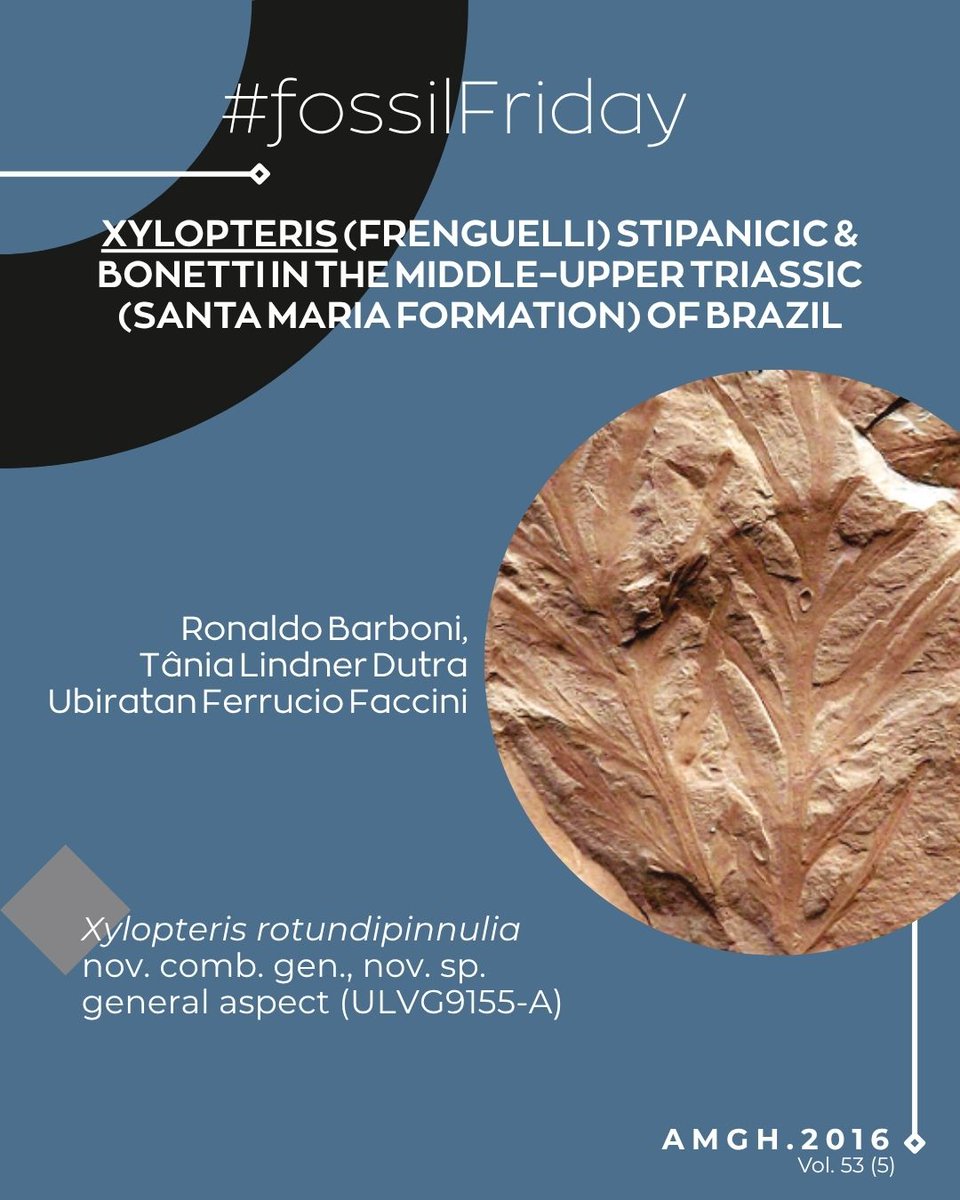 ameghiniana's tweet photo. π§΅1/2
Joining this weekβs #FossilFriday with Xylopteris! πΏ
New corystosperm frond morphotypes from the Middle-Upper Triassic Santa Maria Formation (ParanΓ‘ Basin, Brazil) reveal well-preserved impressions associated with partially preserved Umkomasia strobili.
#Paleobotany https://t.co/PL4RQL9BM1