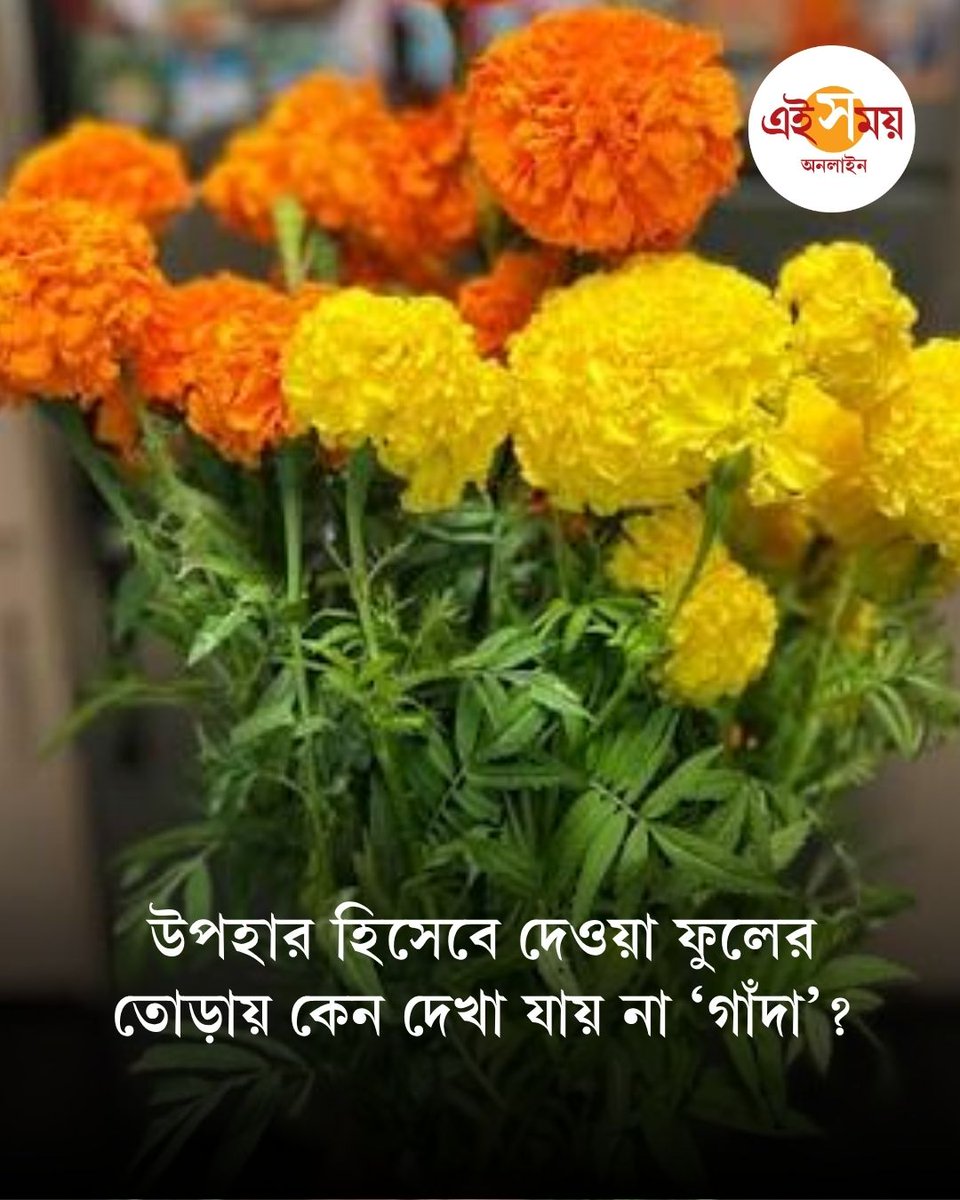 Ei_Samay's tweet photo. ফুলের দোকানে সাজানো বোকে-তে গোলাপ, লিলি, অর্কিড, কার্নেশন কিংবা রজনীগন্ধার দেখা মিললেও গাঁদার দেখা পাওয়া যায় না। এর নেপথ্যে কী কারণ থাকতে পারে?
বিস্তারিত: https://t.co/H3URkwlKDD
#Marigold #GendaPhool #EiSamay #EiSamayOnline https://t.co/0vMP4hOy9t