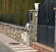 huelllla's tweet photo. Gato avistado hoy en el Barrio De la Vega #Granada. En la foto no se ve muy bien, pero su ficha dice que es de color negro, blanco y naranja. ¿Lo reconoces o lo estás buscando? Ayúdanos a identificarlo. https://t.co/Su1h1tzGia https://t.co/jW6lcumbsN