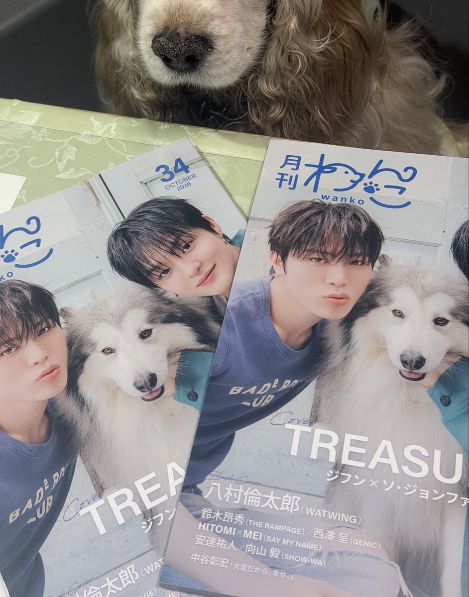 eco_teume's tweet photo. ジョンフンとジフンかっこいい
レインくん紅ちゃん可愛い
チワワと猫の集まりでステージではドーベルマンのトレちゃん、素敵な雑誌に掲載されて嬉しい🐶💓
チワワ？
朝光→イタグレ　
ジョンウ→ 狼犬
ドヨン→A.コッカ
他のメンは？妄想中☺️
#月刊わんこ 
 #TREASURE https://t.co/T6lrktUG8F