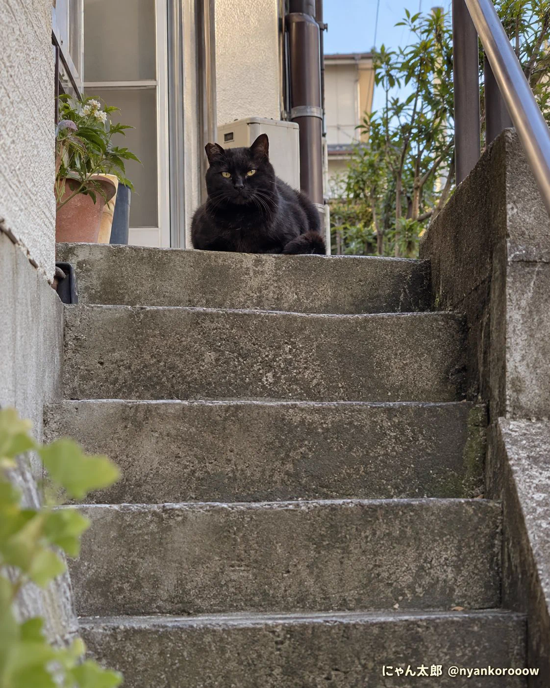 にゃん太郎｜猫画像｜Funny Cats on X: 