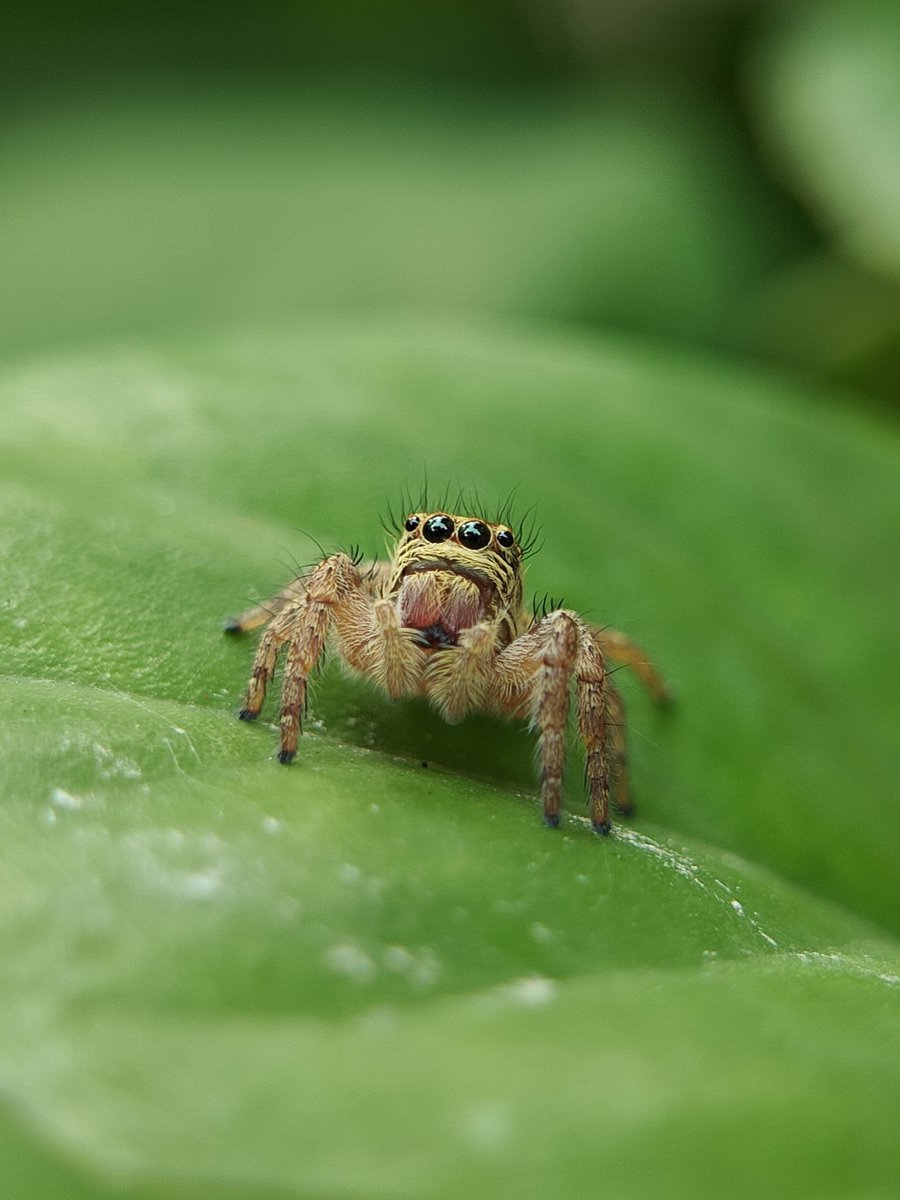 kalyan_veeru's tweet photo. 🕷️🕸️
Shoton @oneplus Powered by @Snapdragon
@OnePlus_IN @Snapdragon_IN
#ShotOnSnapdragon #ShotonOnePlus
#OnePlus #Macro https://t.co/rNQW8M4Xyb