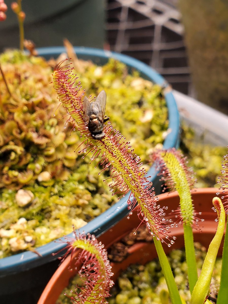 TomWayne1385317's tweet photo. I gave drosera capensis a fly for breakfast. This is your basic Cape Sundew. Great starter tropical sundew. I let it flower. It died back, and three new little plants grew from the old one. I removed the other two, and gifted them to friends.
#drosera #sundew https://t.co/JtOtv4humW