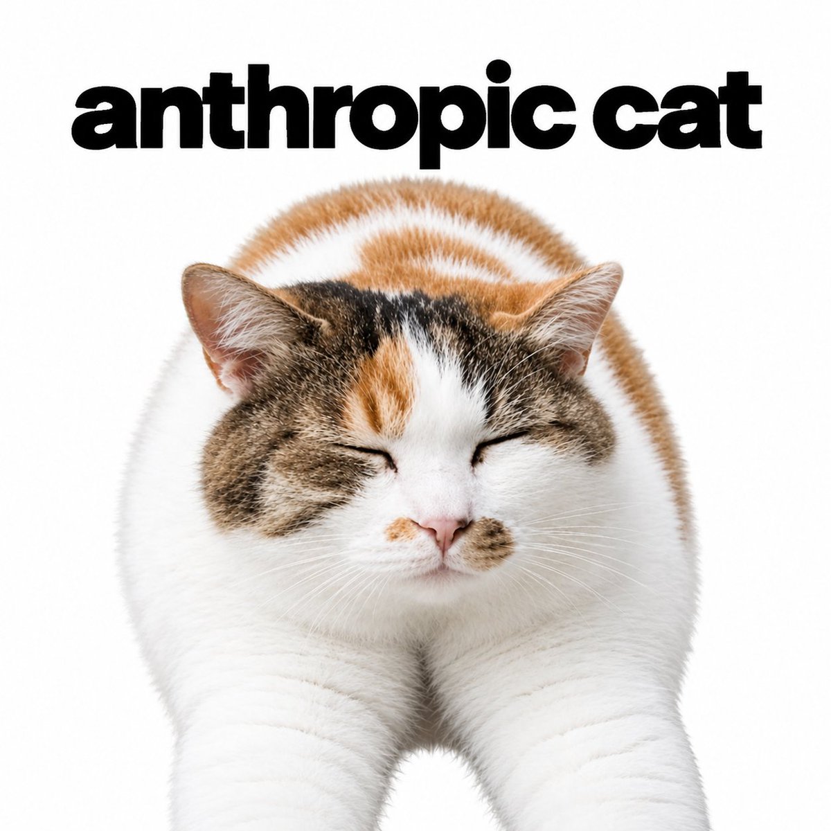 BrianTheCatHOOD's tweet photo. robinhoods cat is cashcat

anthropics cat is brian

simple https://t.co/hTg7AtYbSI