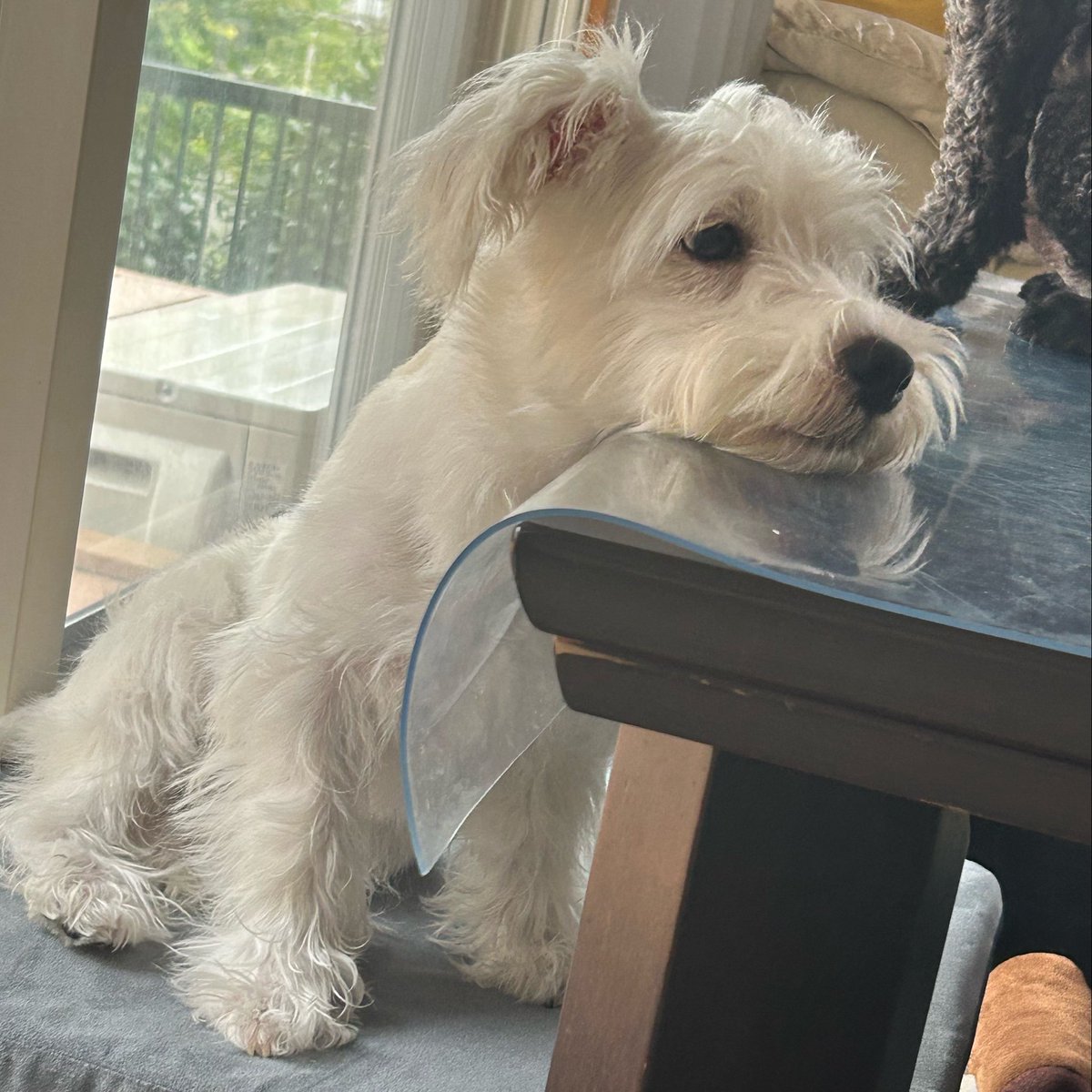GoGo_Gob's tweet photo. @Doogfoooooood 小型犬だからなのか、舌しまい忘れとか多いよ！
デザイン的な物の参考になれば！
あと顎乗せとかよくする！ https://t.co/NPIAHIhaO5