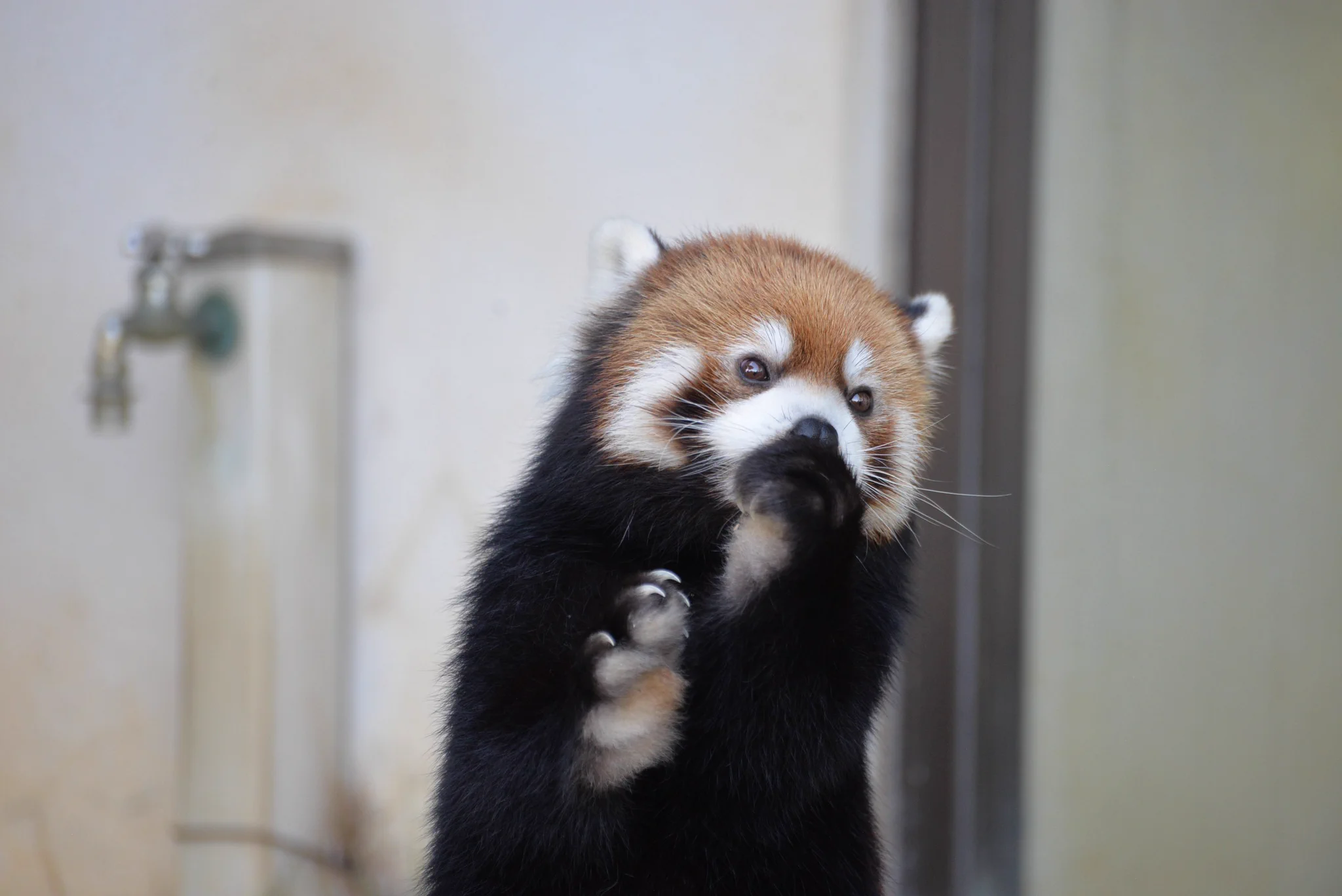 鯖江市西山動物園 on X: 